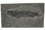 Devonian Lobe-Finned Fish (Osteolepis) Pos/Neg - Scotland #217956-3